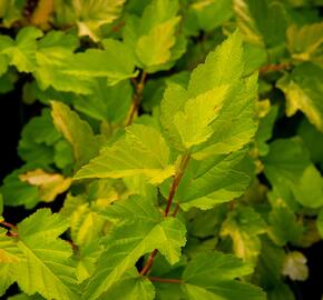 Tavola kalinolistá 'Nugget' - Physocarpus opulifolius 'Nugget'