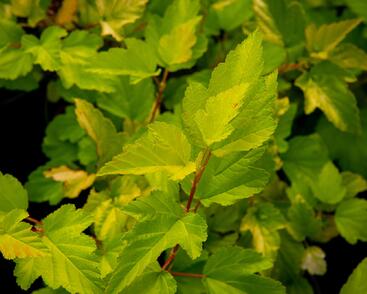 Tavola kalinolistá 'Nugget'