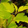 Tavola kalinolistá 'Nugget' - Physocarpus opulifolius 'Nugget'