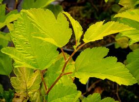 Tavola kalinolistá 'Nugget' - Physocarpus opulifolius 'Nugget'