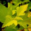 Tavola kalinolistá 'Nugget' - Physocarpus opulifolius 'Nugget'