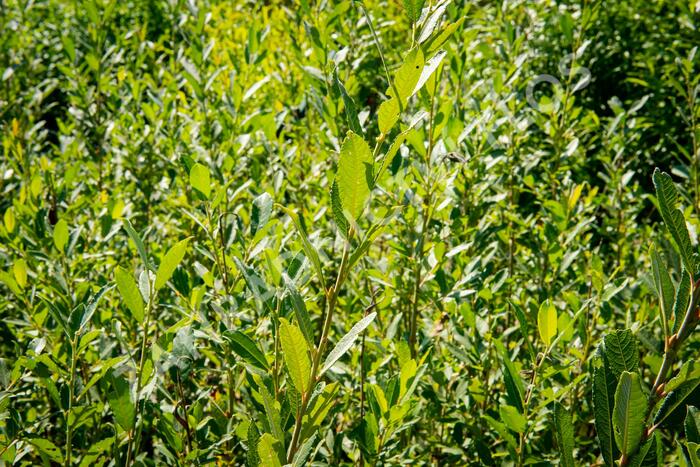 Vrba popelavá - Salix cinerea