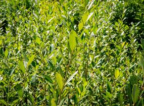 Vrba popelavá - Salix cinerea