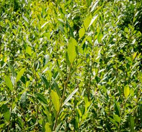 Vrba popelavá - Salix cinerea