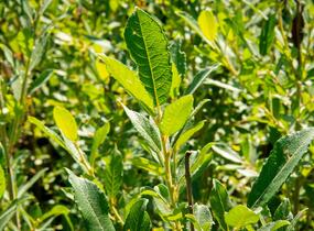Vrba popelavá - Salix cinerea