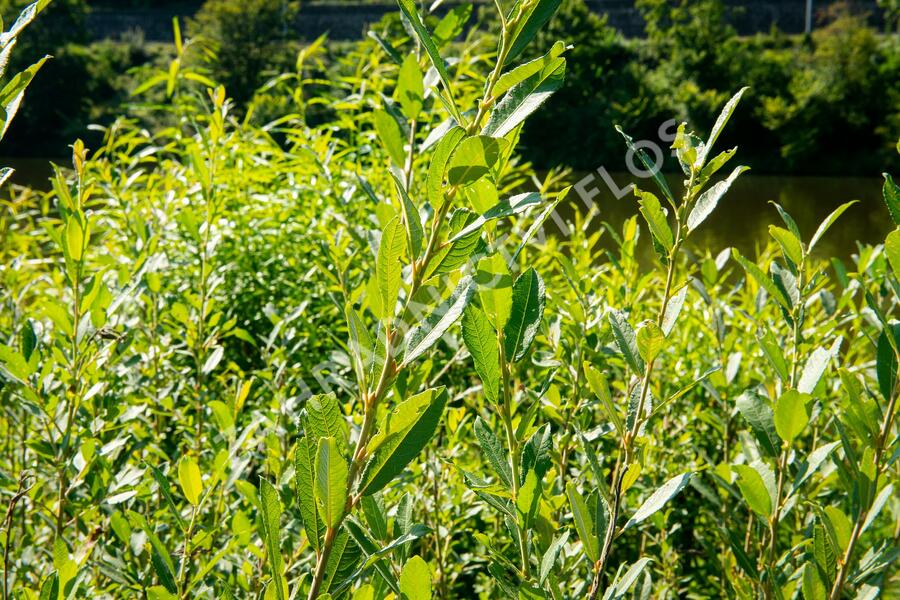 Vrba popelavá - Salix cinerea