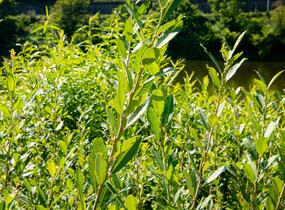 Vrba popelavá - Salix cinerea