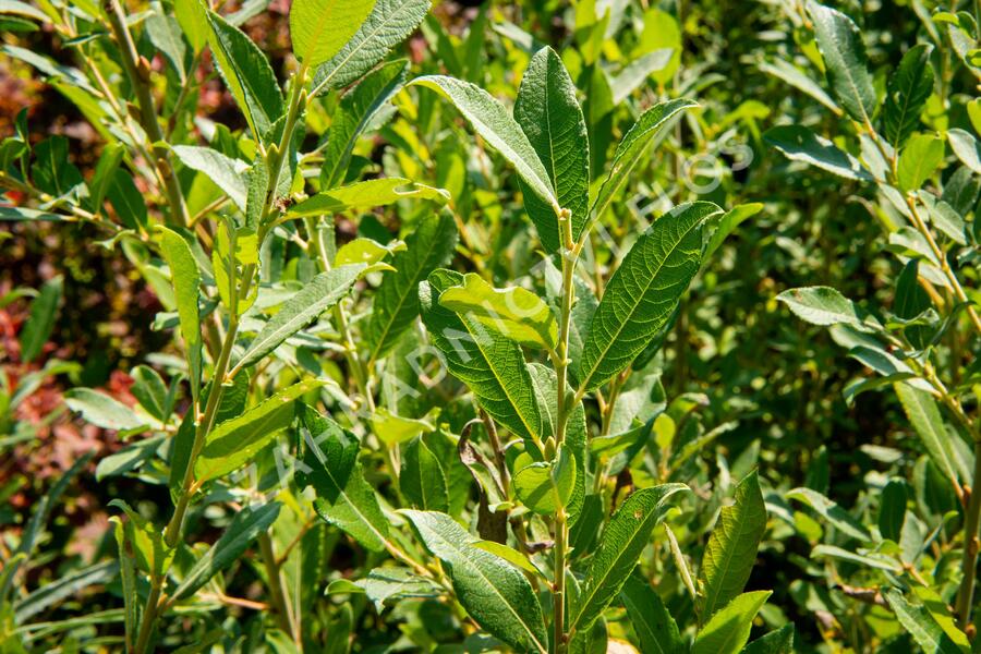 Vrba popelavá - Salix cinerea