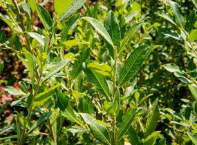 Vrba popelavá - Salix cinerea