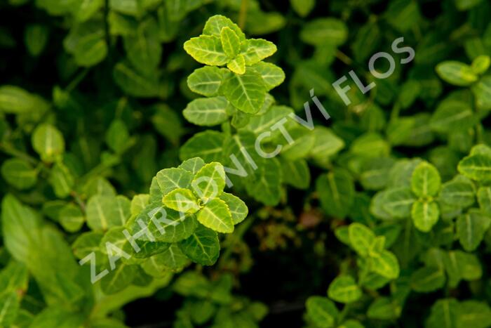 Brslen Fortuneův 'Green Carpet' - Euonymus fortunei 'Green Carpet'