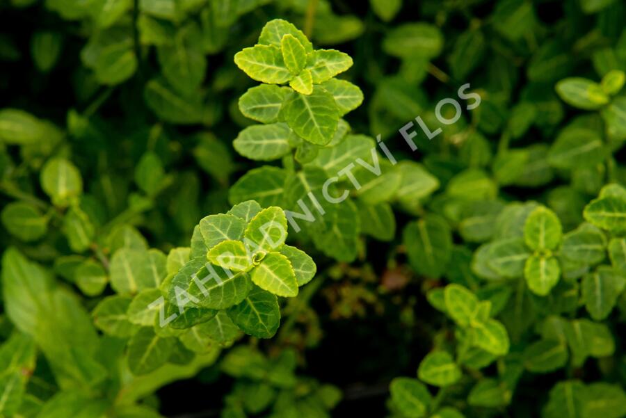 Brslen Fortuneův 'Green Carpet' - Euonymus fortunei 'Green Carpet'
