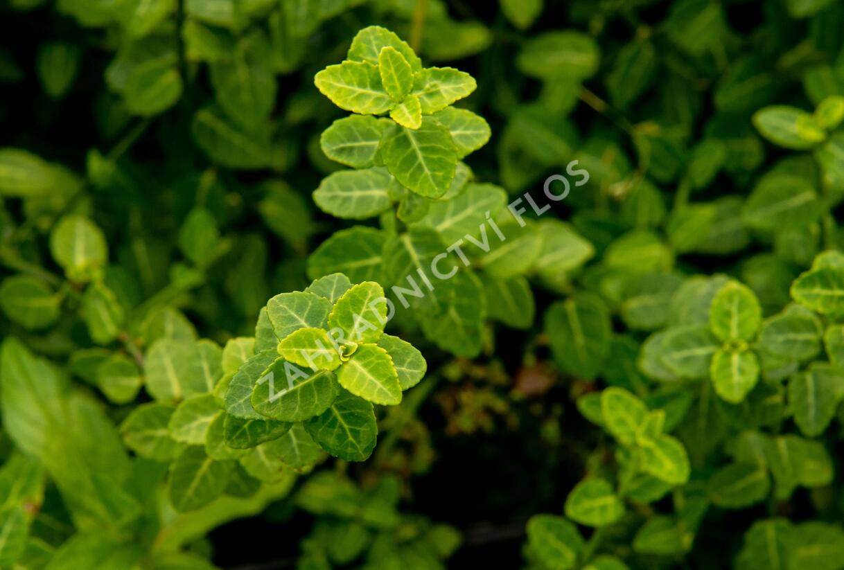 Brslen Fortuneův 'Green Carpet' - Euonymus fortunei 'Green Carpet'