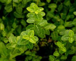 Brslen Fortuneův 'Green Carpet'