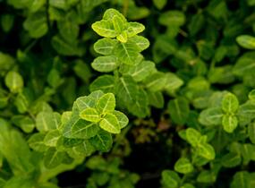 Brslen Fortuneův 'Green Carpet' - Euonymus fortunei 'Green Carpet'