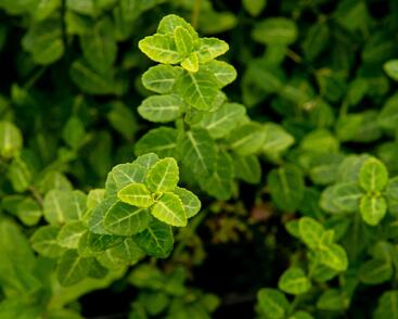 Brslen Fortuneův 'Green Carpet'
