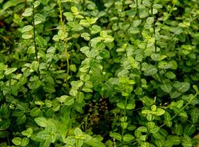Brslen Fortuneův 'Green Carpet' - Euonymus fortunei 'Green Carpet'