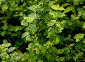 Brslen Fortuneův 'Green Carpet' - Euonymus fortunei 'Green Carpet'