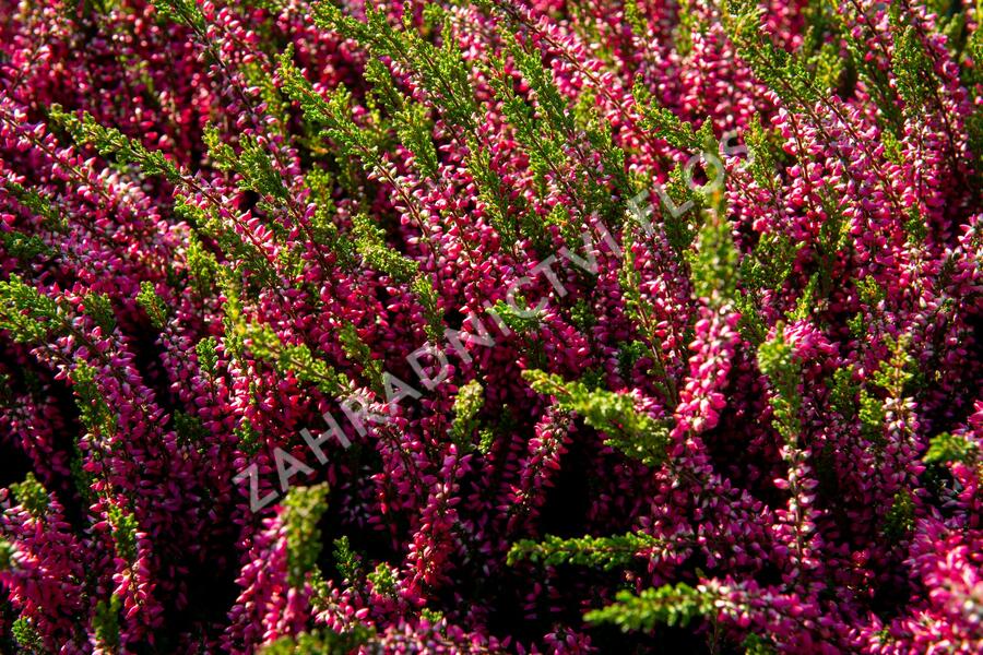 Vřes obecný 'Loki' (Garden girls®) - Calluna vulgaris 'Loki' (Garden girls®)