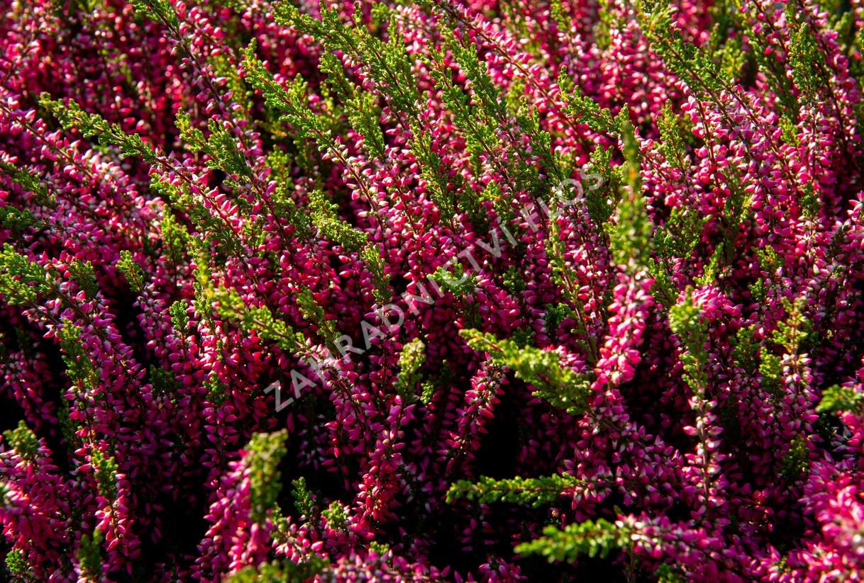 Vřes obecný 'Loki' (Garden girls®) - Calluna vulgaris 'Loki' (Garden girls®)