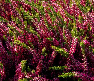 Vřes obecný 'Loki' (Garden girls®) - Calluna vulgaris 'Loki' (Garden girls®)