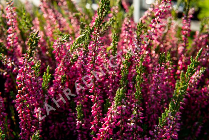 Vřes obecný 'Loki' (Garden girls®) - Calluna vulgaris 'Loki' (Garden girls®)