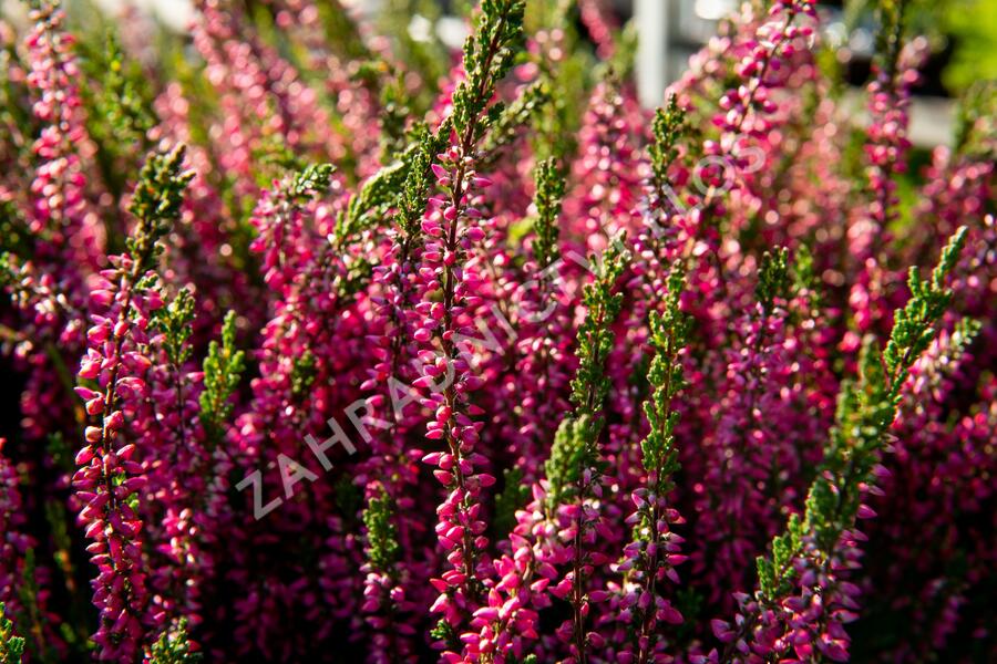 Vřes obecný 'Loki' (Garden girls®) - Calluna vulgaris 'Loki' (Garden girls®)