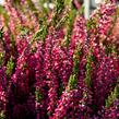 Vřes obecný 'Loki' (Garden girls®) - Calluna vulgaris 'Loki' (Garden girls®)