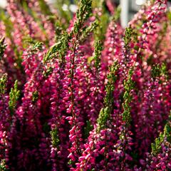 Vřes obecný 'Loki' (Garden girls®) - Calluna vulgaris 'Loki' (Garden girls®)