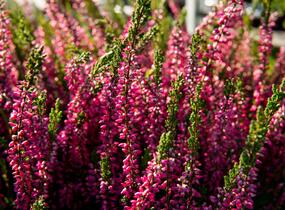 Vřes obecný 'Loki' (Garden girls®) - Calluna vulgaris 'Loki' (Garden girls®)