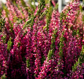 Vřes obecný 'Loki' (Garden girls®) - Calluna vulgaris 'Loki' (Garden girls®)