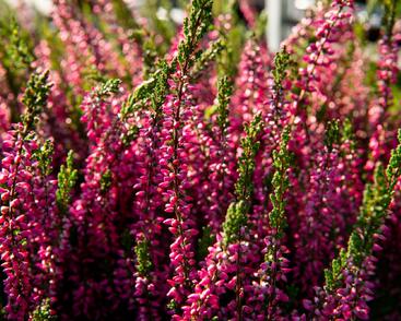 Vřes obecný 'Loki' (Garden girls®)