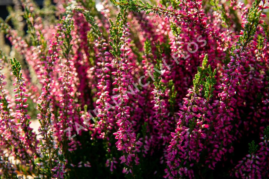 Vřes obecný 'Loki' (Garden girls®) - Calluna vulgaris 'Loki' (Garden girls®)
