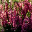 Vřes obecný 'Loki' (Garden girls®) - Calluna vulgaris 'Loki' (Garden girls®)