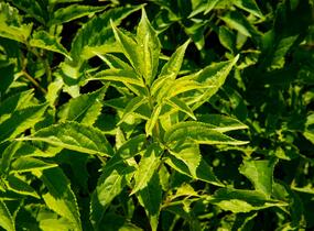 Bez hroznatý - Sambucus racemosa