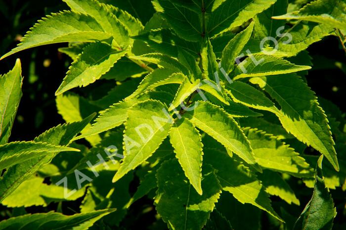 Bez hroznatý - Sambucus racemosa