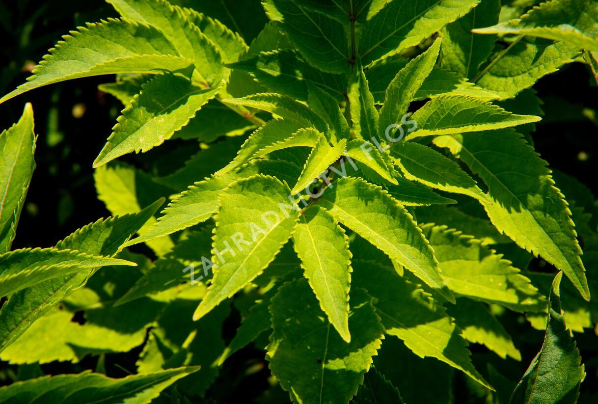 Bez hroznatý - Sambucus racemosa