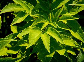 Bez hroznatý - Sambucus racemosa