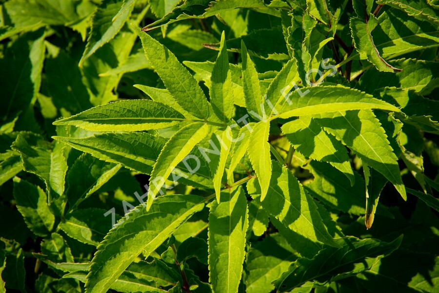 Bez hroznatý - Sambucus racemosa