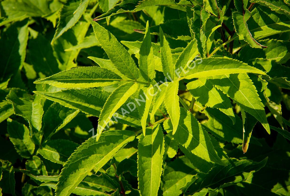 Bez hroznatý - Sambucus racemosa