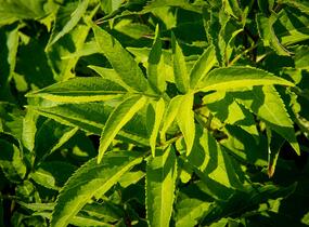Bez hroznatý - Sambucus racemosa