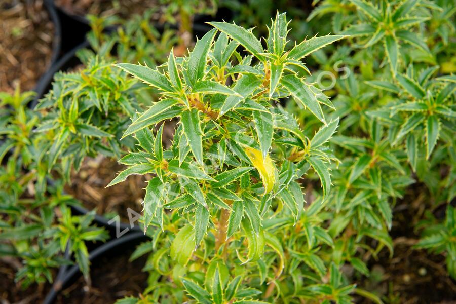 Cesmína obecná 'Heckenzwerg' - Ilex aquifolium 'Heckenzwerg'