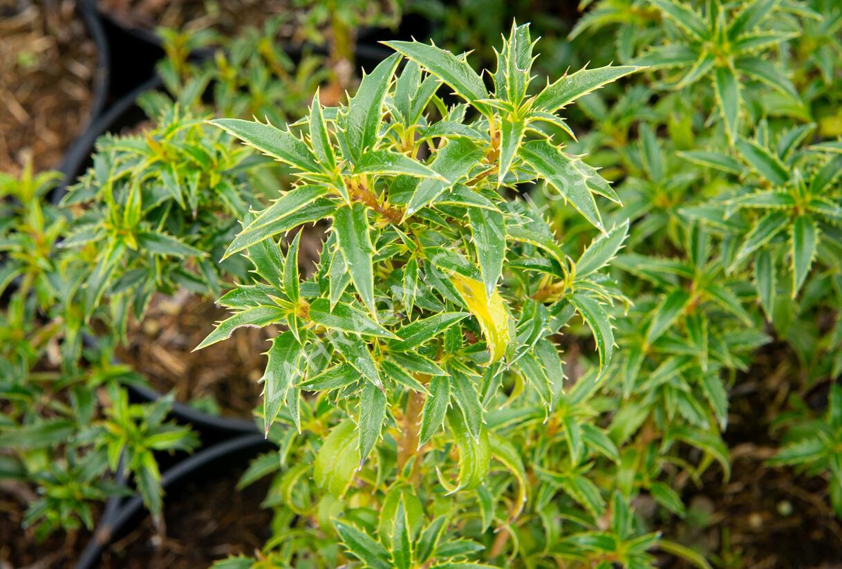 Cesmína obecná 'Heckenzwerg' - Ilex aquifolium 'Heckenzwerg'