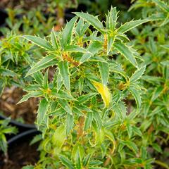 Cesmína obecná 'Heckenzwerg' - Ilex aquifolium 'Heckenzwerg'