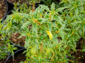 Cesmína obecná 'Heckenzwerg' - Ilex aquifolium 'Heckenzwerg'