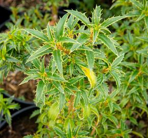 Cesmína obecná 'Heckenzwerg' - Ilex aquifolium 'Heckenzwerg'