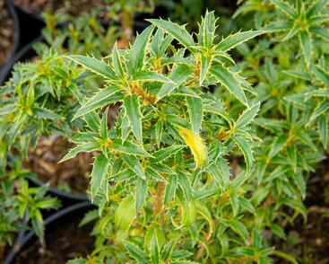 Cesmína obecná 'Heckenzwerg'