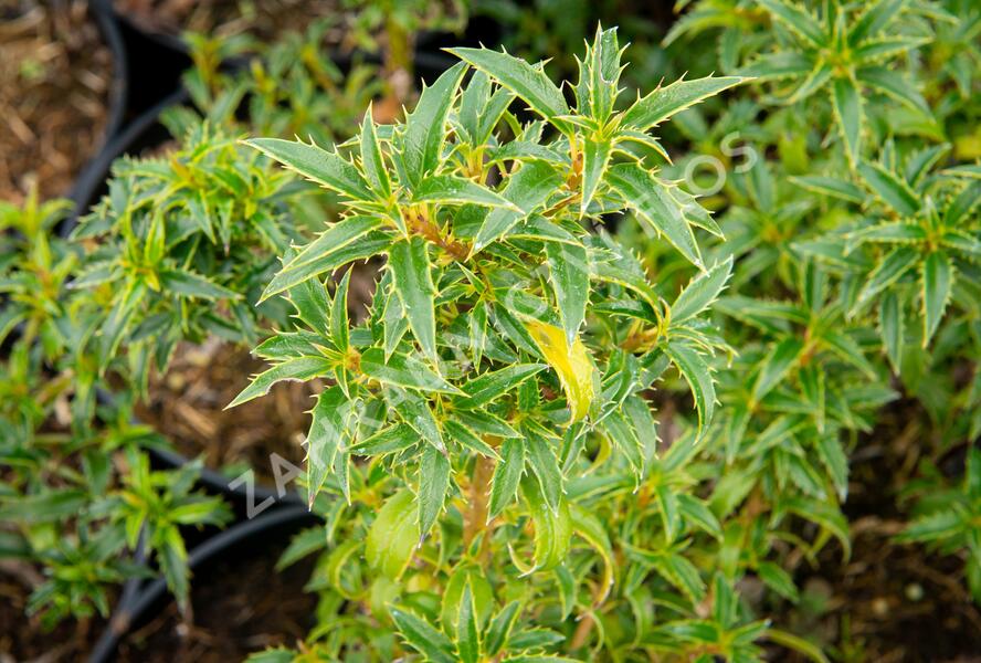 Cesmína obecná 'Heckenzwerg' - Ilex aquifolium 'Heckenzwerg'