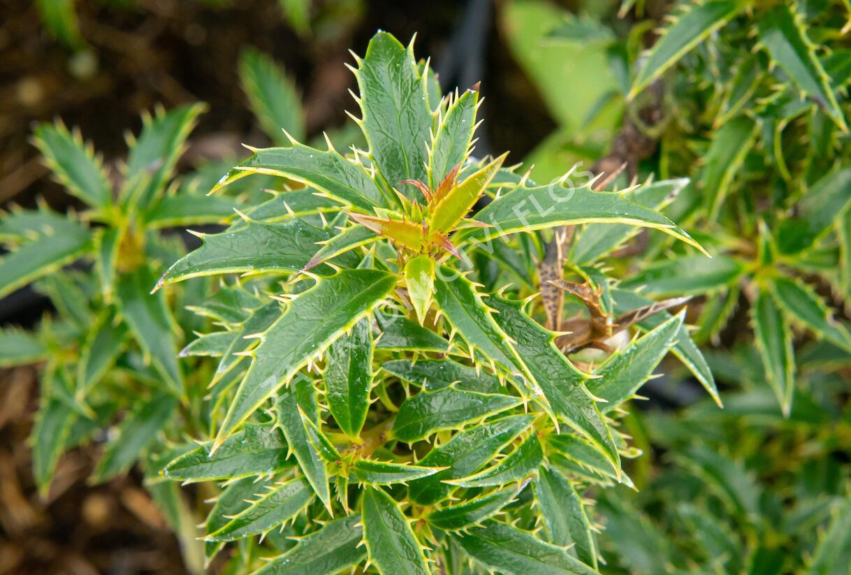 Cesmína obecná 'Heckenzwerg' - Ilex aquifolium 'Heckenzwerg'