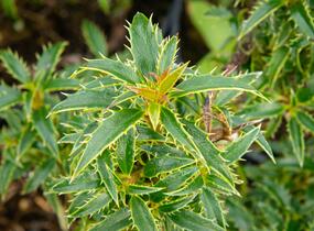 Cesmína obecná 'Heckenzwerg' - Ilex aquifolium 'Heckenzwerg'