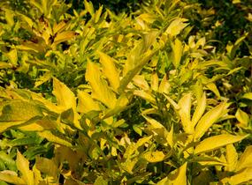 Bez černý 'Aurea' - Sambucus nigra 'Aurea'